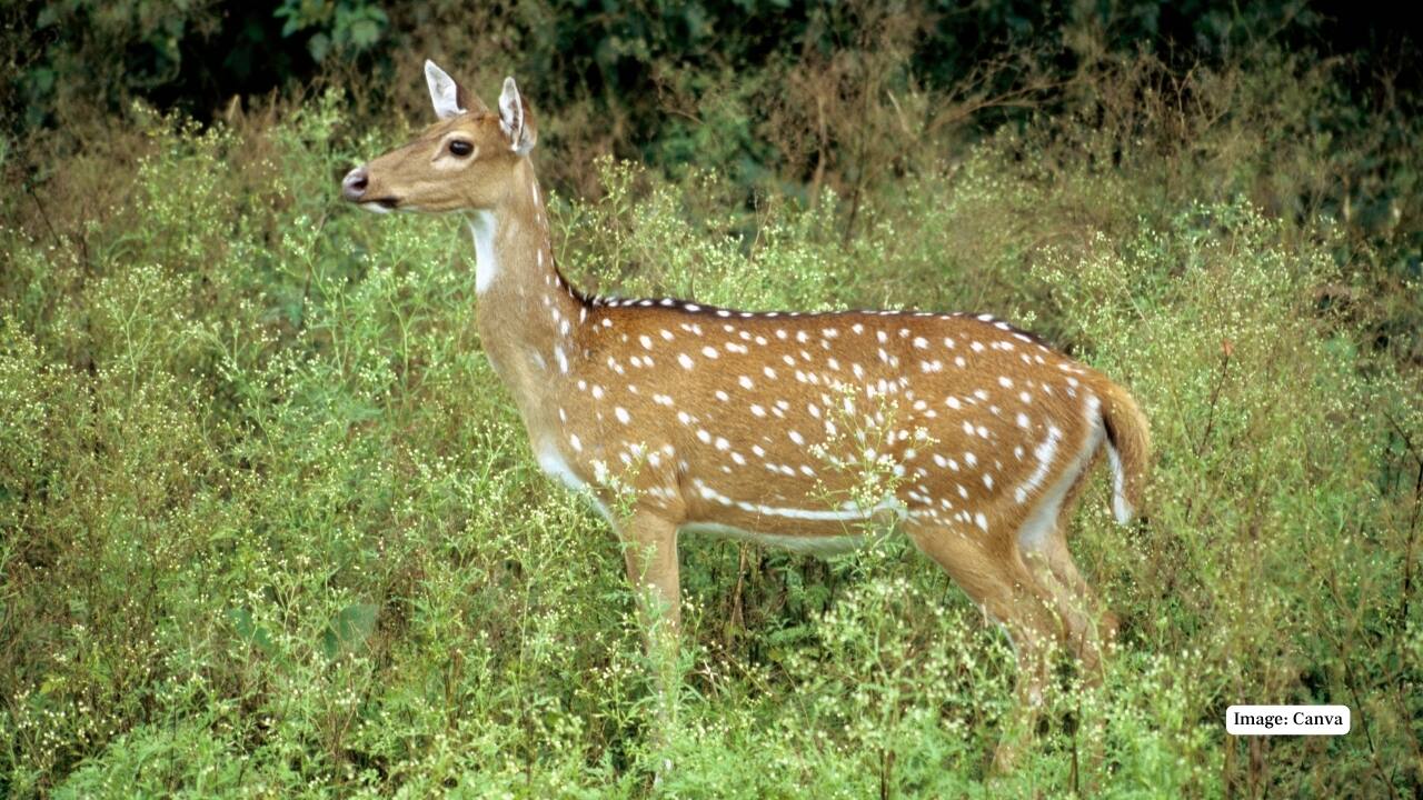 6. Sambar, Chital, and Barking Deer: These herbivores are the lifeblood of Nagarahole’s ecosystem, sustaining its predator population. The sight of a stag silhouetted against morning mist is pure poetry in motion. (Image: Canva)