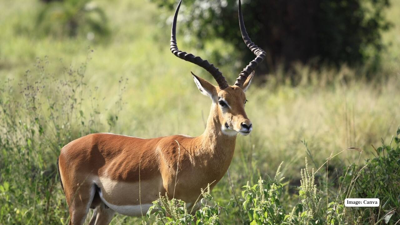 7. Four-Horned Antelope and Mouse Deer: Among India’s rarest antelopes, the four-horned antelope—or chausingha—is a shy forest dweller. Alongside it, the tiny mouse deer quietly inhabits the underbrush, seen only by the most patient observers. (Image: Canva)