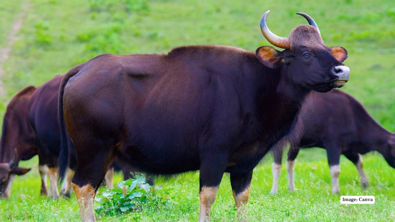 8. Gaur (Indian Bison): India’s largest bovine and a formidable sight in the wild, the gaur can often be spotted grazing in forest clearings. Their sheer size and alert stance command respect. (Image: Canva)