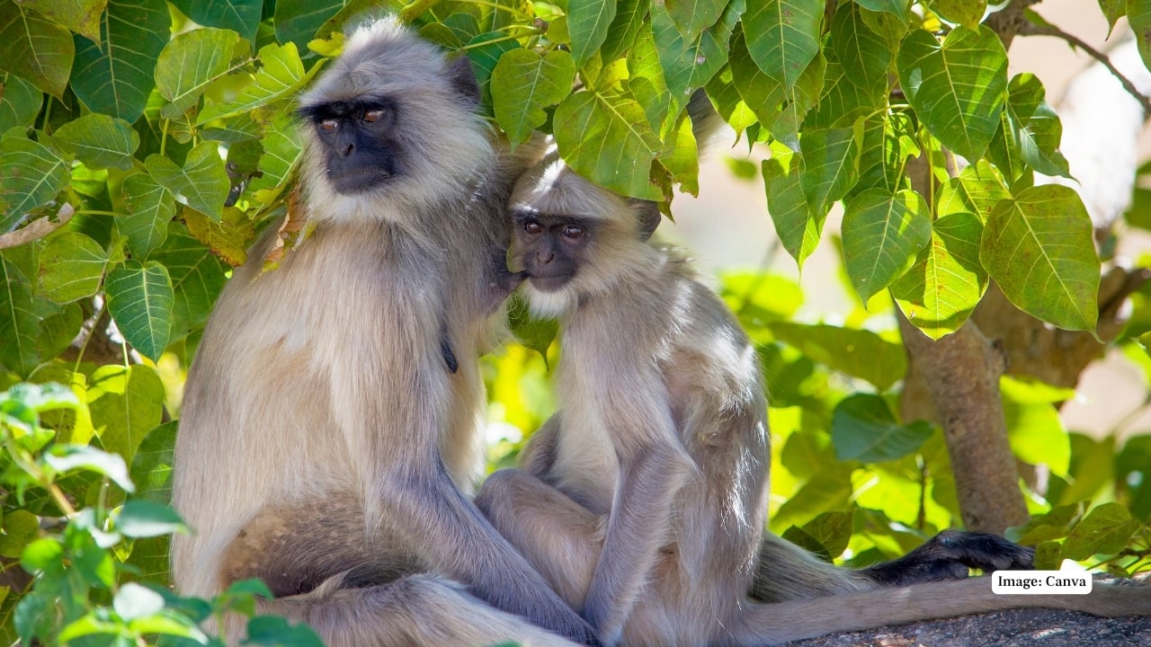 9. The South-Western Langur Among the lesser-known primates of India, the South-Western Langur with its black face and bushy tail can often be seen leaping between canopies or curiously eyeing safari vehicles. (Image: Canva)