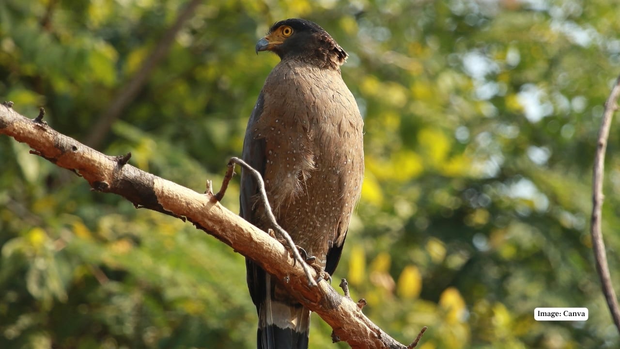 10. Avian Riches: Over 270 species of birds—ranging from the Malabar grey hornbill and crested serpent eagle to seasonal migrants—make Nagarahole a birder’s paradise. The forest’s varied altitudes and vegetation provide ideal habitats for winged wonders. (Image: Canva)