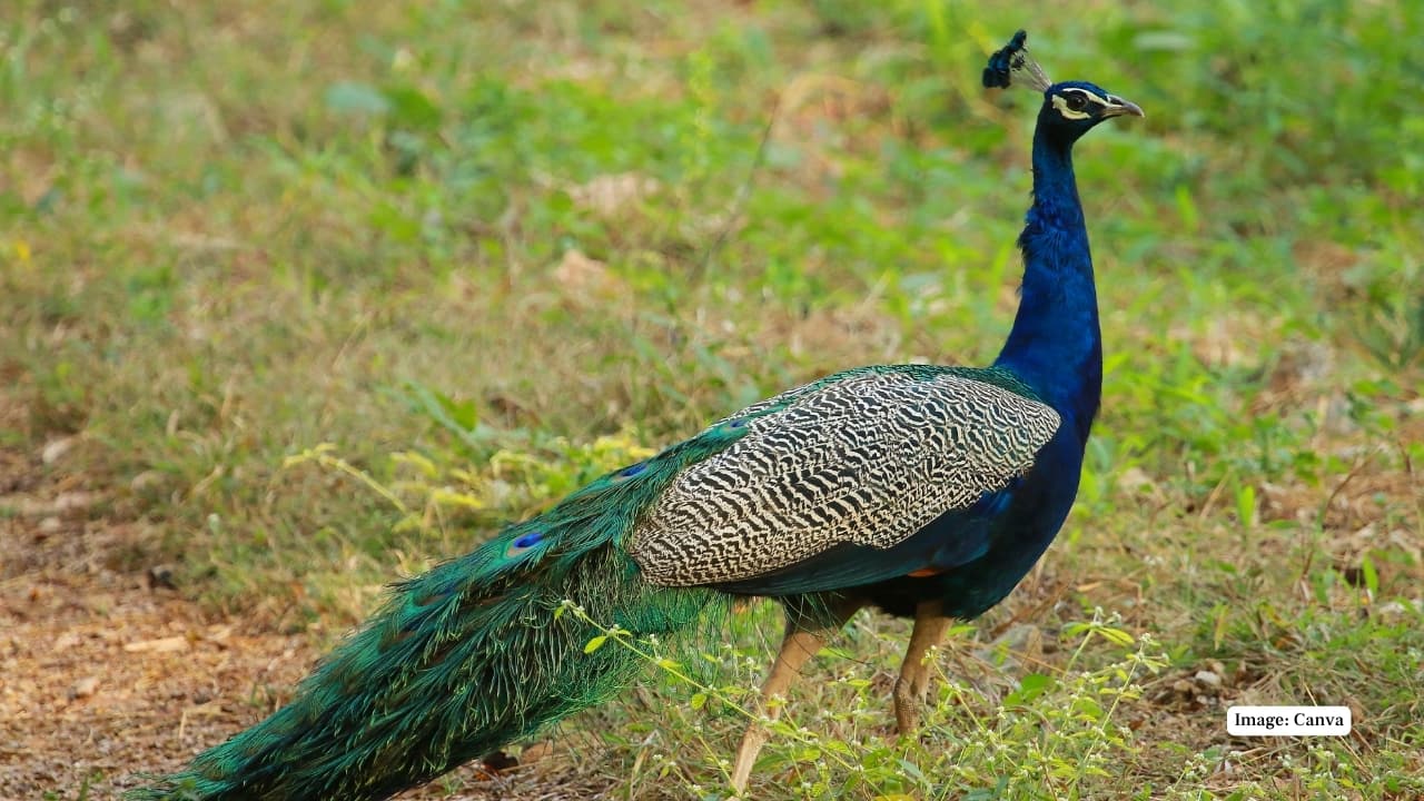 This forested paradise is home to one of India’s highest densities of tigers—ranked just after Corbett and Kaziranga—making it a premier destination for big cat sightings. Yet, Nagarahole’s appeal goes far beyond its apex predator. For birders, botanists, and naturalists, it offers an immersive experience in one of India’s richest biodiversity hotspots. Here are ten wild wonders that make Nagarahole a destination worth every detour: (Image: Canva)