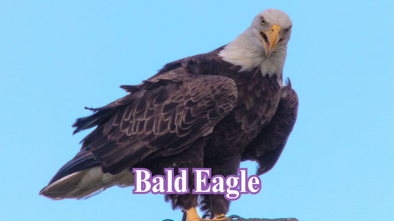 Bald Eagle: Fierce looks and muscular physique, the bald eagle rules the skies as a contemporary pterosaur-like predator. (Image: Canva)