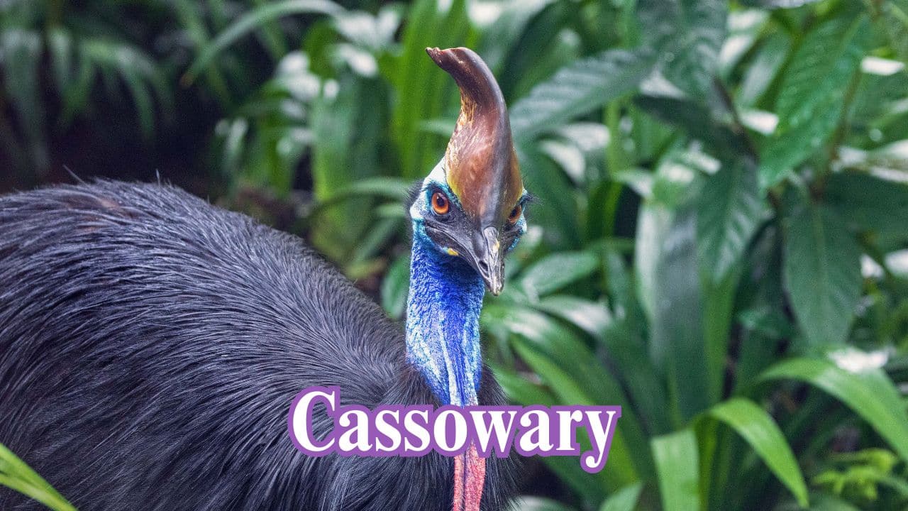 10 birds that show dinosaurs are still with us