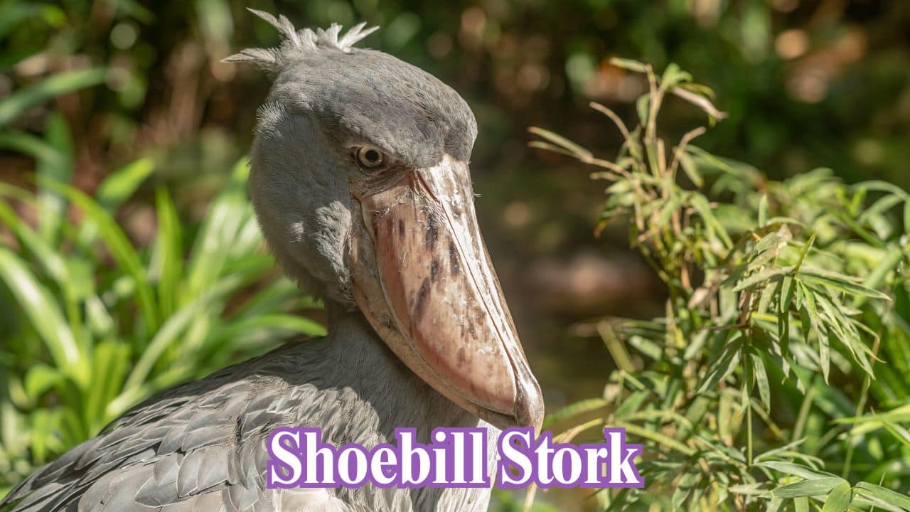 Shoebill Stork: Its huge, prehistoric beak and sluggish movements give the shoebill the appearance of a Mesozoic creature. (Image: Canva)