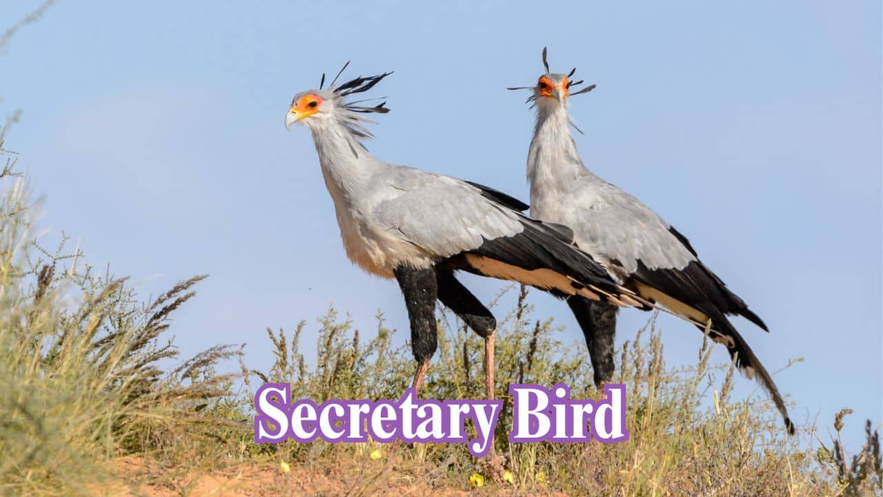 Secretary Bird: Its long legs and aggressive hunting mode mirror the lethal posture of velociraptors. (Image: Canva)