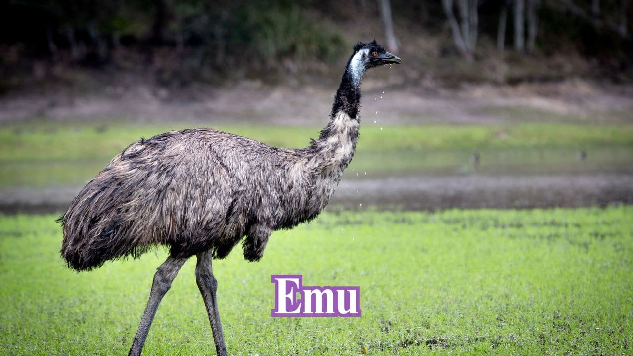 Emu: Australia's emu possesses powerful limbs, abbreviated wings, and an uncanny resemblance to fossil theropods from ancient times. (Image: Canva)