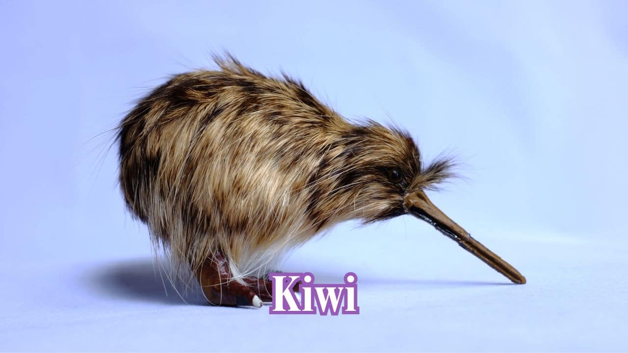 Kiwi: This flightless bird from New Zealand has little wings, strong legs, and a sense of smell—all uncommon in birds today. (Image: Canva)