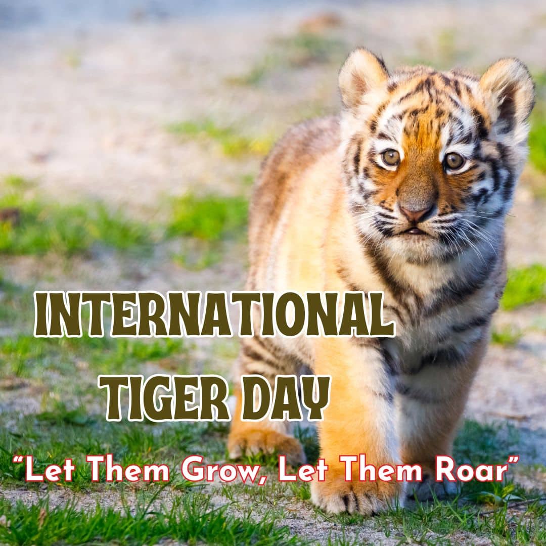 Every tiger saved is a future secured (Image: Canva)