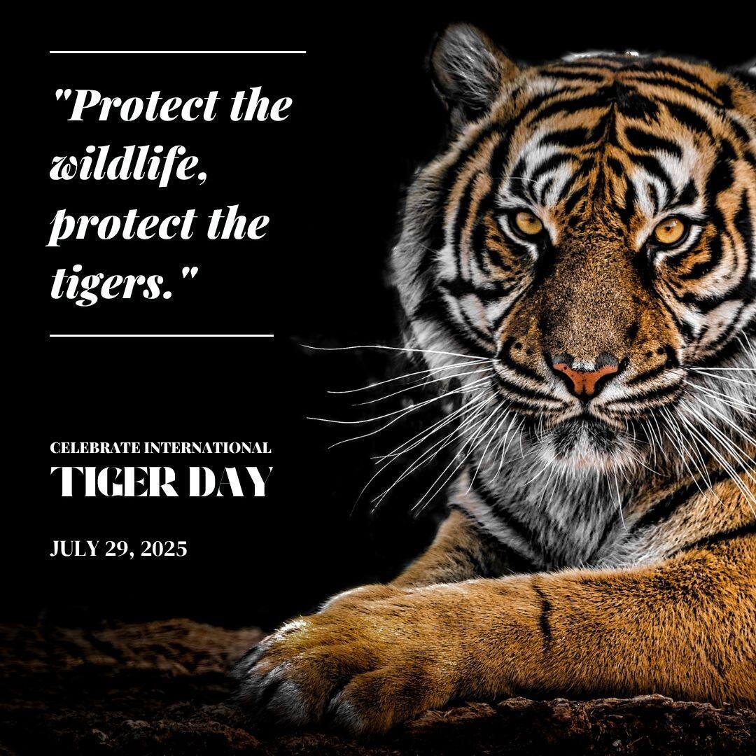 World Tiger Day 2025 50 Messages Greetings Images Quotes And Slogans