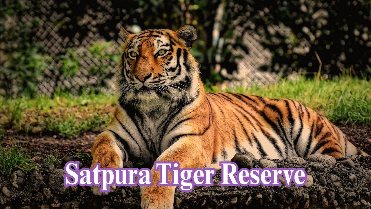 Satpura Tiger Reserve, Madhya Pradesh: Satpura is a less touristy, tranquil experience with boat safaris and a possibility to spot elusive predators in rocky outcrops. (Image: Canva)