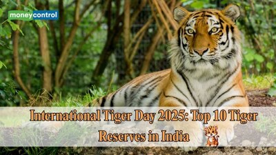 International Tiger Day 2025: 10 Best Tiger Reserves in India