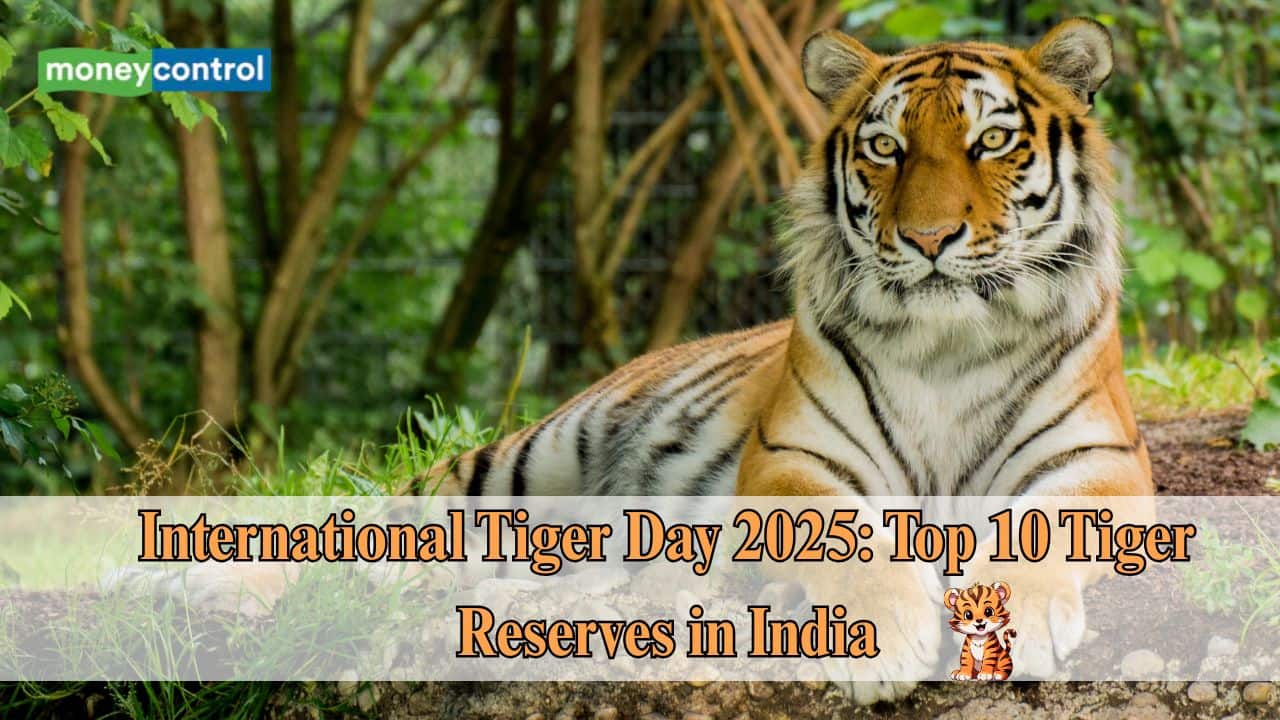 International Tiger Day 2025: 10 Best Tiger Reserves in India