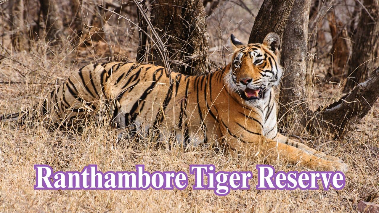  Ranthambore Tiger Reserve, Rajasthan: The popular among travelers, this reserve combines royal remnants with healt hy tiger numbers in dry deciduous woodland. (Image: Canva)