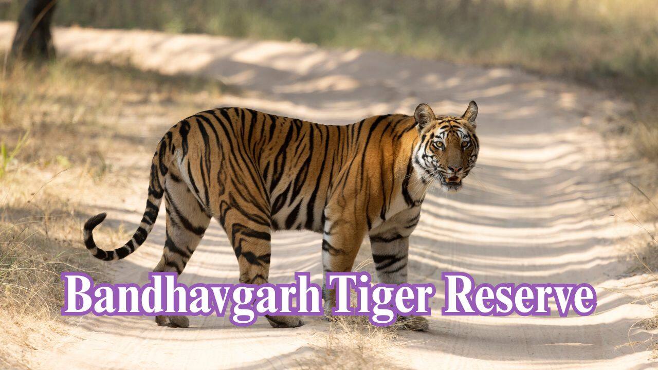 Bandhavgarh Tiger Reserve, Madhya Pradesh: Renowned for spotting tigers easily, it has massive males such as Bamera and sal forests. (Image: Canva)