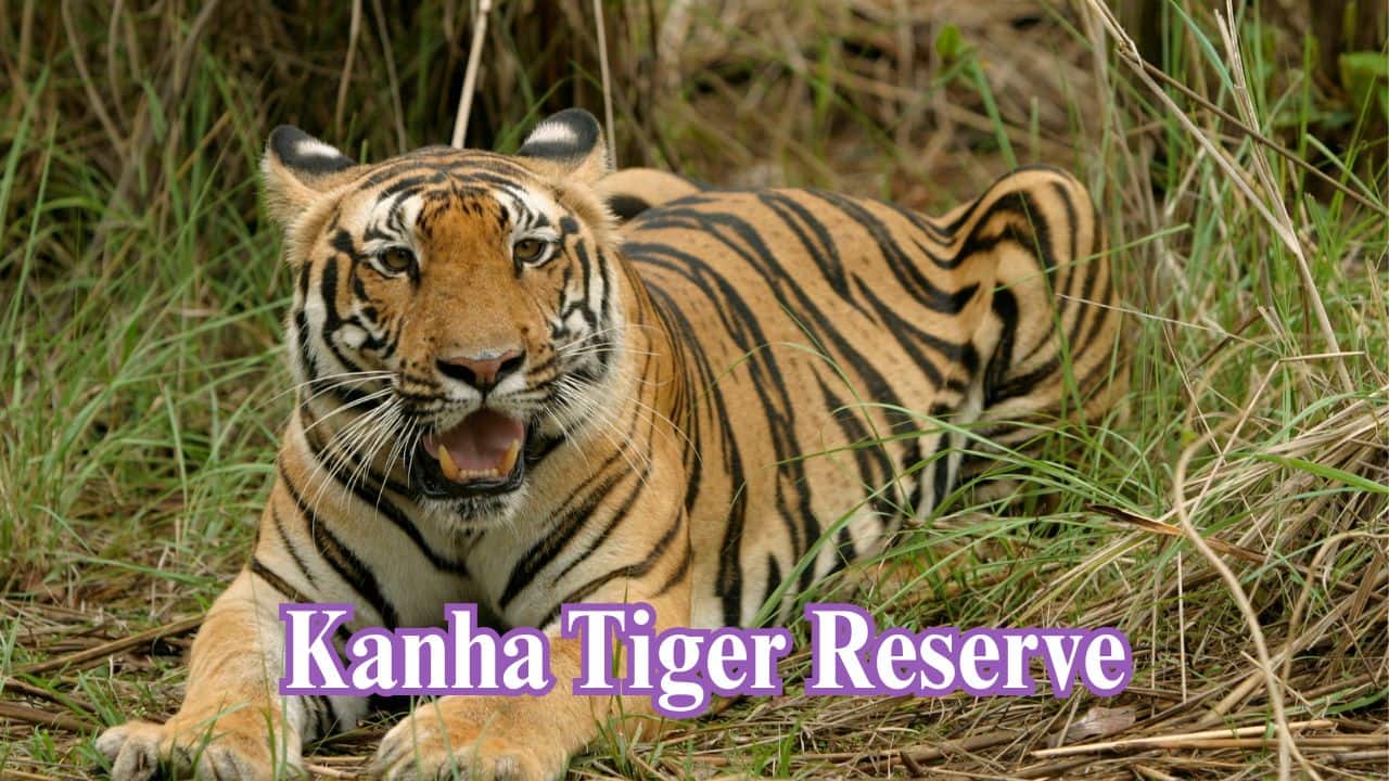Kanha Tiger Reserve, Madhya Pradesh: Inspirational 'The Jungle Book' backdrop, Kanha abounds in vegetation and wildlife and sustains a healthy number of tigers. (Image: Canva)