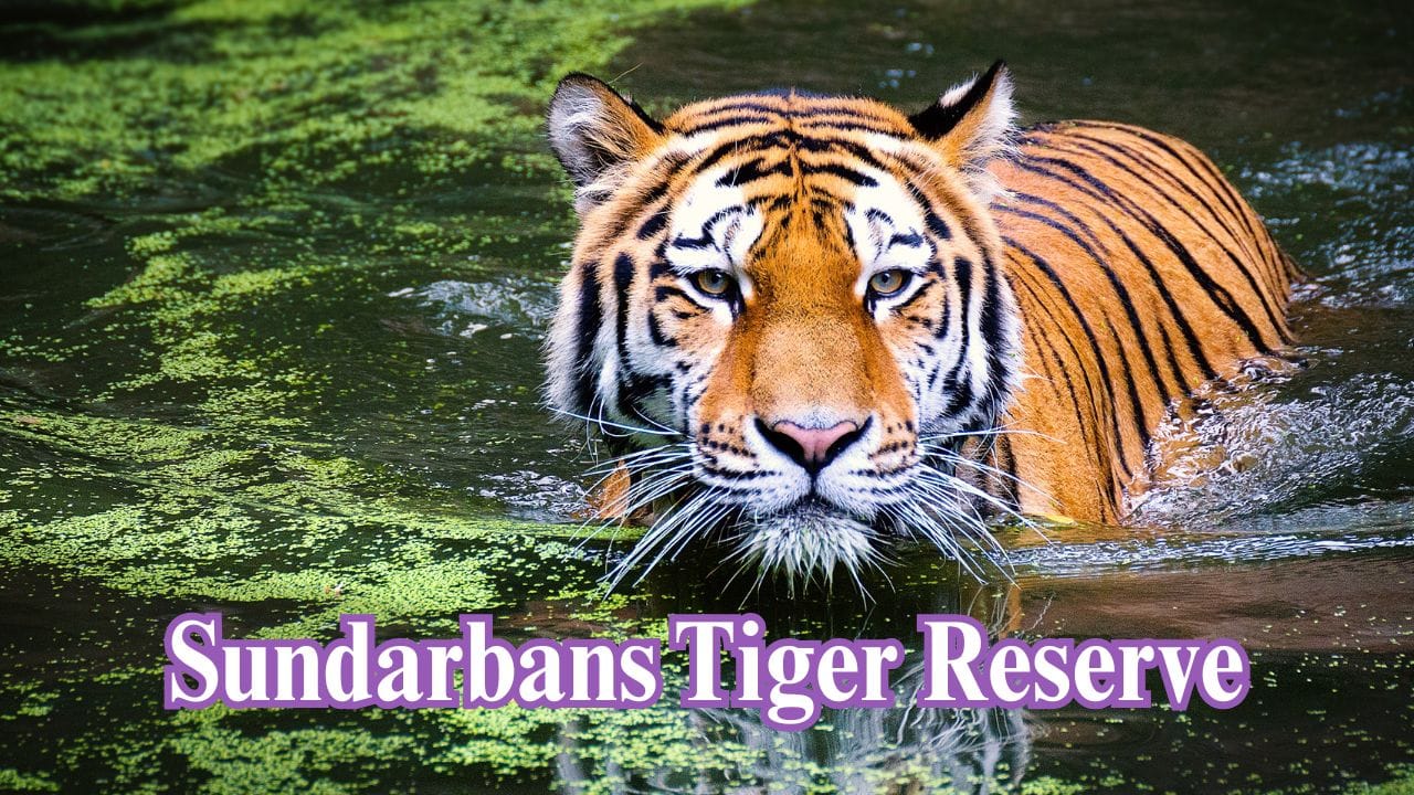  Sundarbans Tiger Reserve, West Bengal: A mangrove ecosystem that's special, where tigers are great swimmers, adjusting to land and tidal waters. (Image: Canva)