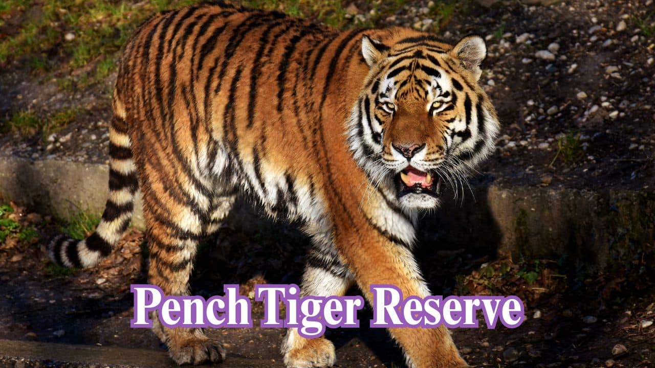 Pench Tiger Reserve, Madhya Pradesh: Home to Collarwali, the 'supermom' tigress, Pench is where scenic beauty meets increasing numbers of tigers. (Image: Canva)