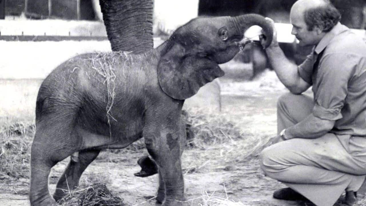Meet Motty: The rarest elephant on earth and the only hybrid