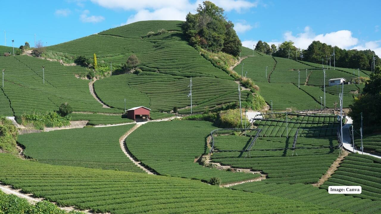 2. Uji Tea Fields Uji’s tea fields are the heart of its identity. Rolling across the hills in neat, green rows, these plantations are a testament to Japan’s centuries-old matcha cultivation. Many farms offer tours and tastings, where you can learn how matcha is grown, harvested, and ground into its vibrant, earthy powder. (Image: Canva)