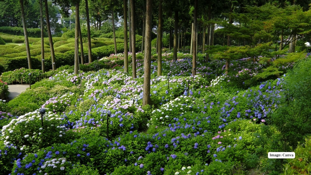 Why Visit Uji? Uji is not merely a day trip from Kyoto—it is a destination in its own right. With its seamless blend of tea culture, ancient temples, and literary heritage, Uji invites travellers to slow down and savour a side of Japan that is quietly powerful and profoundly beautiful. (Image: Canva)