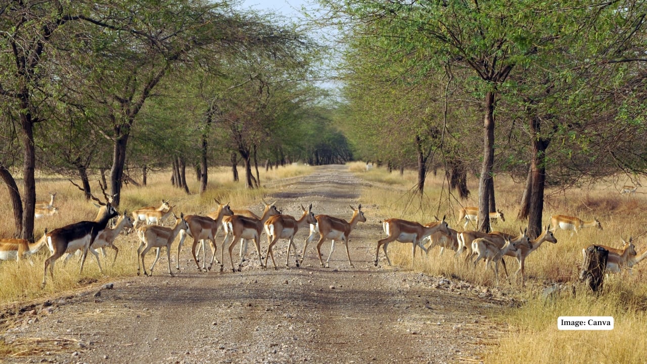9 reasons to visit Gir National Park — India’s only home to the Asiatic Lion
