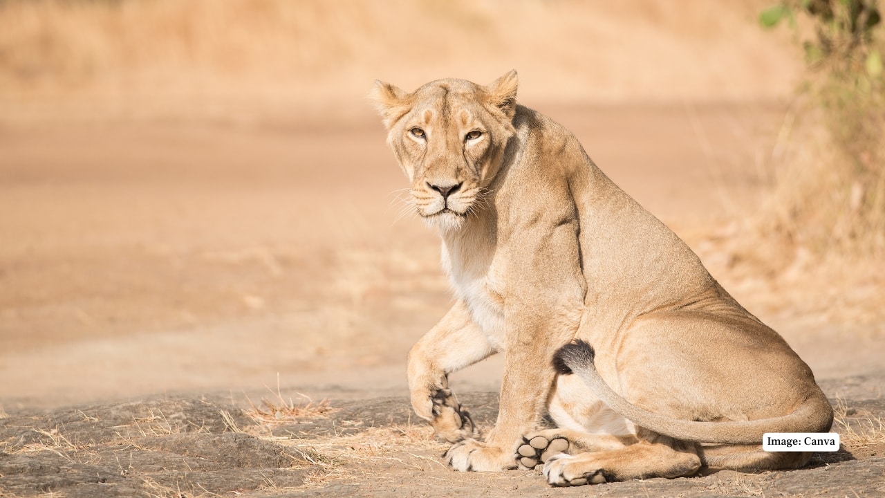 1. The World’s Only Home of the Asiatic Lion Gir is the last bastion of the Asiatic lion (Panthera leo persica), once on the brink of extinction. Unlike their African cousins, these lions are slightly smaller, more elusive, and uniquely adapted to the region’s semi-arid terrain. Witnessing them in the wild—without the bars of a zoo—is both humbling and exhilarating. (Image:Canva)