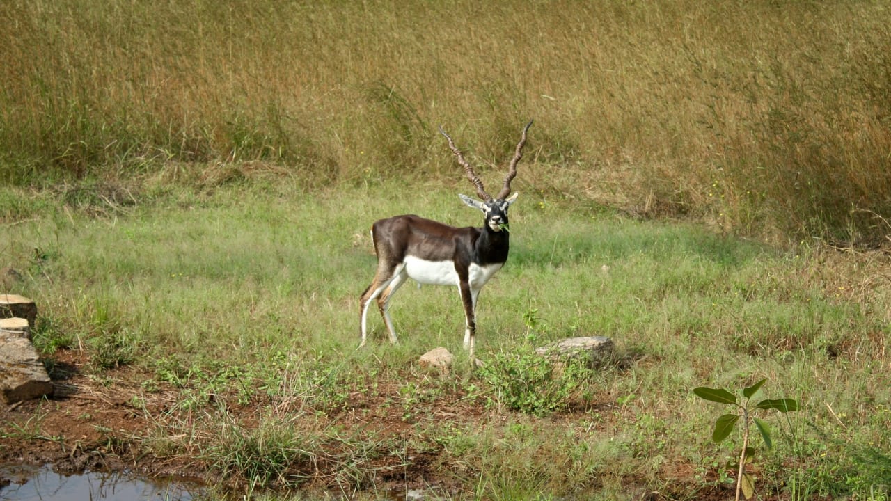 2. A Tapestry of Rich Wildlife Beyond the lion, Gir teems with life. The park is home to leopards, striped hyenas, jackals, Indian foxes, and over 2,000 species of fauna, including reptiles, amphibians, and insects. The ecosystem thrives on predator-prey balance, offering a textbook example of biodiversity in action. (Image:Unsplash)