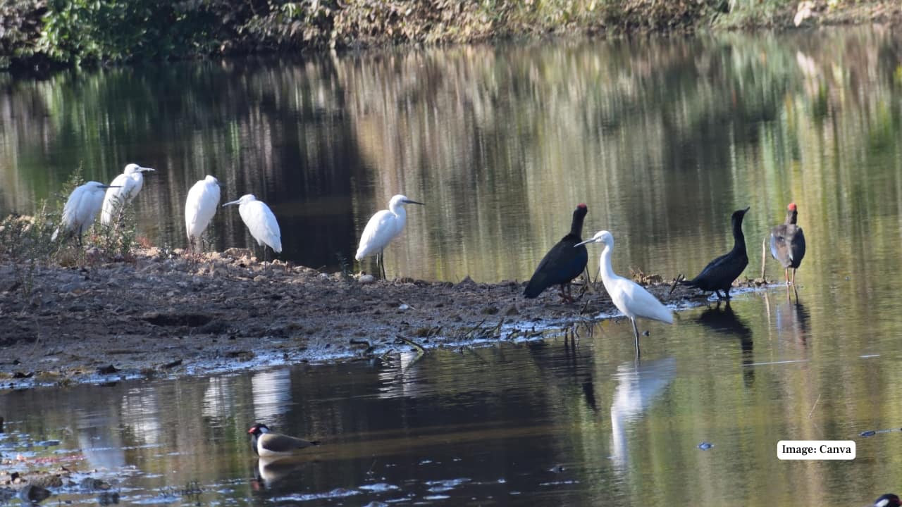 3. A Haven for Birdwatchers With over 300 recorded bird species, Gir is a sanctuary for avian life. From the rare Greater Spotted Eagle and Dalmatian Pelican to the critically endangered White-backed Vulture, bird enthusiasts will find the park especially rewarding during the migratory season between November and March. (Image:Canva)