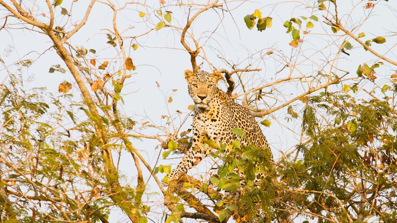 5. Exceptional Opportunities for Nature Photography With its golden-hued forests, mist-laced mornings, and dramatic wildlife encounters, Gir is a visual delight. From a lion’s silent gaze to a peacock in full plumage, every frame in this ecosystem tells a story. The diversity of terrain—from dry deciduous woods to riverbanks—offers versatile backdrops for both amateur and professional photographers.(Image:Unsplash)