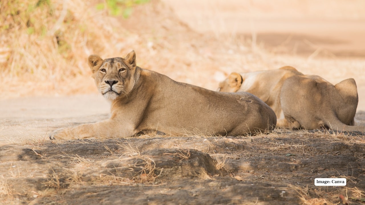 9. A Conservation Success Story Worth Celebrating What began as a desperate effort to save a dwindling lion population has become one of India’s most inspiring conservation achievements. From just a dozen lions in the early 1900s, the population has grown to over 500, along with a flourishing number of leopards, thanks to community involvement and sustained government initiatives. (Image:Canva)
