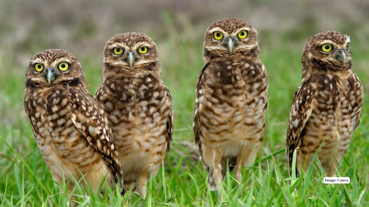 Owls are often seen as mysterious symbols of the wild—ghostly silhouettes in the moonlight, their calls echoing through forests and fields. But look closely, and you’ll discover some of the most hauntingly beautiful birds in the avian world. From icy tundras to cactus-studded deserts, these owls captivate with their distinctive plumage, haunting calls, and elusive nature. Here are eleven of the most beautiful owl species on Earth. Owls are often seen as mysterious symbols of the wild—ghostly silhouettes in the moonlight, their calls echoing through forests and fields. But look closely, and you’ll discover some of the most hauntingly beautiful birds in the avian world. From icy tundras to cactus-studded deserts, these owls captivate with their distinctive plumage, haunting calls, and elusive nature. Here are eleven of the most beautiful owl species on Earth.