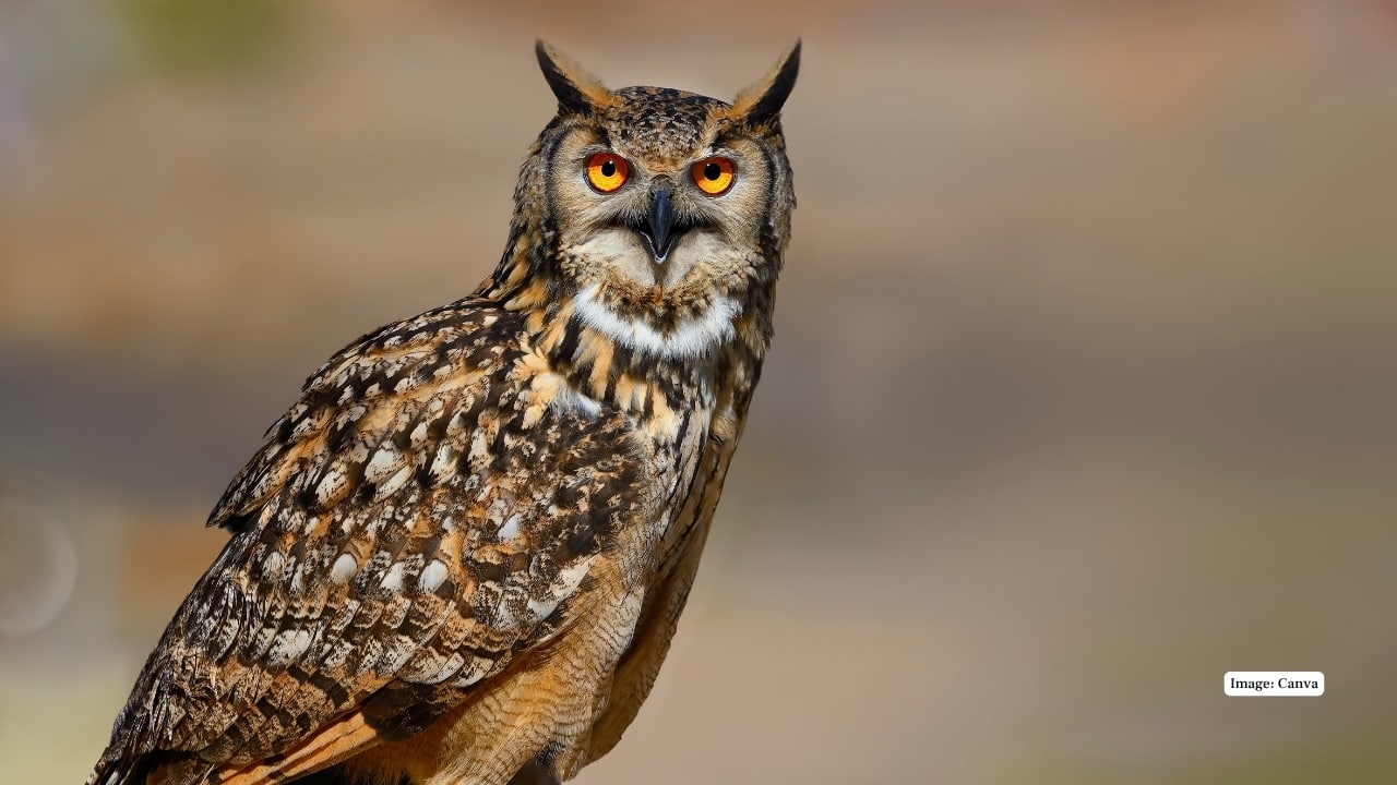 1. Eurasian Eagle-Owl – The Monarch of Mountains and Myths One of the largest and most powerful owls, the Eurasian eagle-owl boasts vivid orange eyes and dramatic ear tufts. Its mottled plumage blends seamlessly with rocky landscapes across Europe and Asia. A true symbol of strength and stealth.