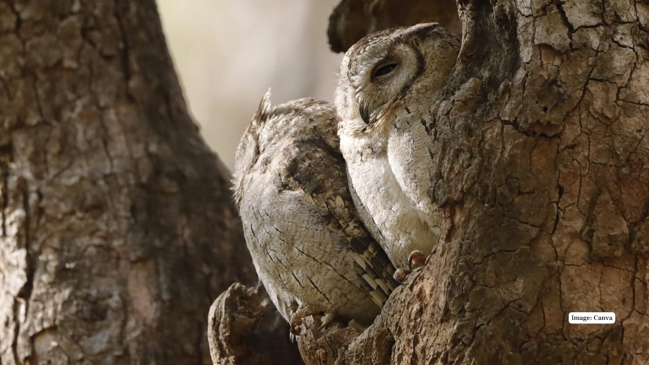 2. Indian Scops Owl – The Master of Camouflage Tiny, endearing, and perfectly adapted to forest life, this owl vanishes into tree bark thanks to its feather pattern. Its soft, repetitive hoot and expressive eyes make it a charming sight across India’s wooded regions.