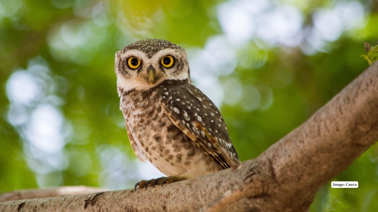 4. Spotted Owl – The Phantom of the Pacific Northwest Swathed in chocolate-brown feathers and white spots, the spotted owl haunts old-growth forests in the western U.S. Elusive and threatened by habitat loss, it symbolizes the fragility of North America’s ancient woodlands.