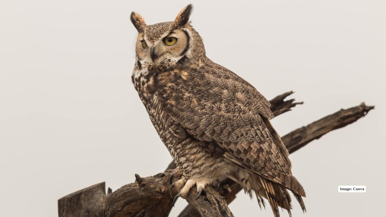5. Great Horned Owl – The Tiger of the Skies With fierce amber eyes and iconic feathered “horns,” this owl rules a range of habitats from Arctic tundra to tropical forests. It’s a formidable predator, known for its haunting hoots and incredible adaptability.