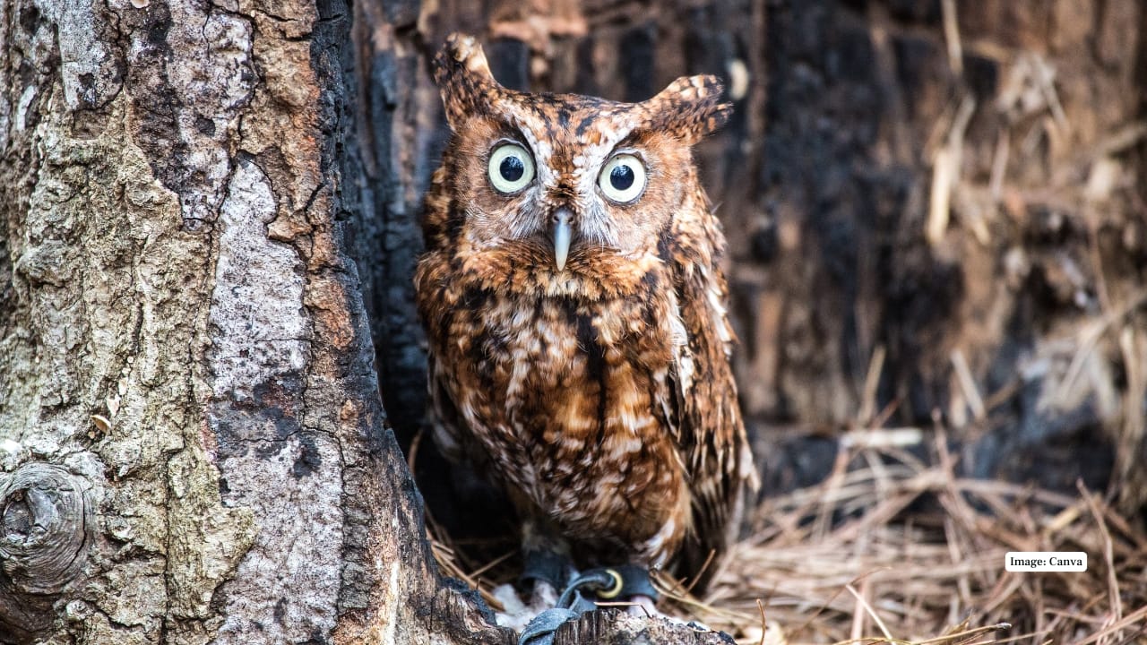 6. Eastern Screech Owl – The Woodland Whisperer Small but fearless, this tree-hugging owl delivers a trilling call that sends chills down your spine. Found in eastern North America, it comes in grey or reddish morphs and camouflages effortlessly with tree bark.