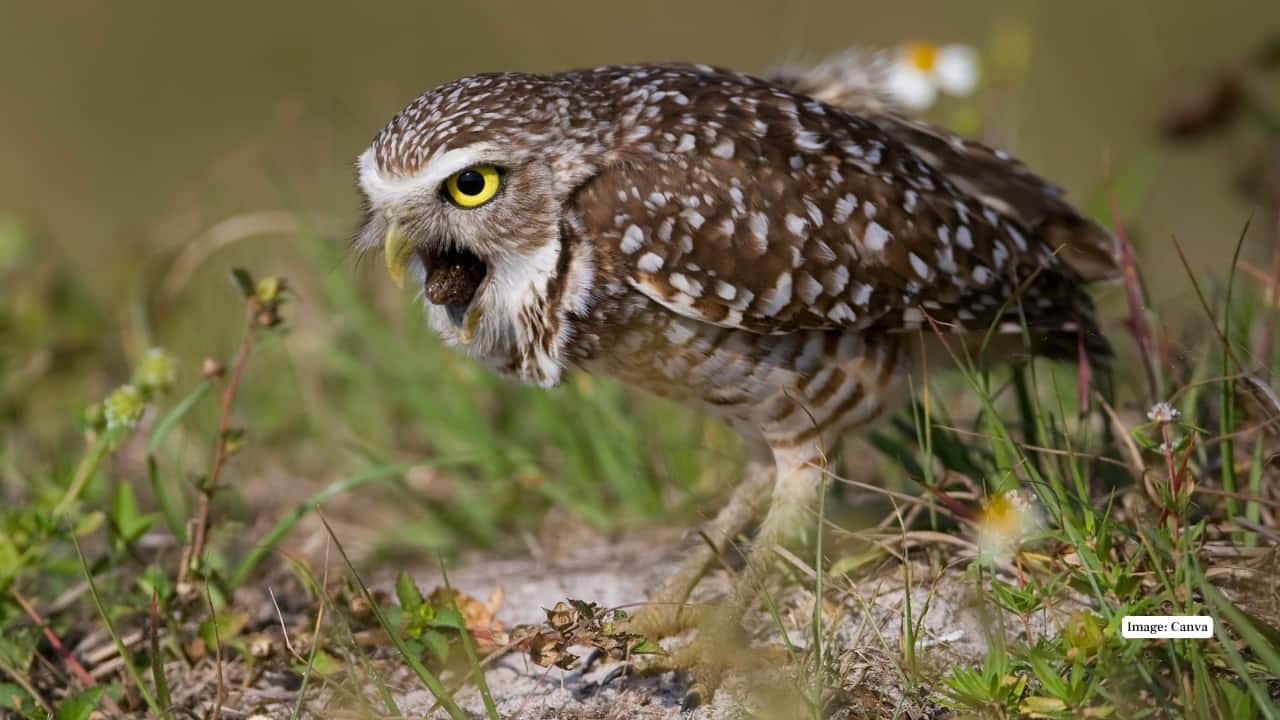 7. Burrowing Owl – The Daylight Sentinel of the Plains Active by day and often found staring curiously from its burrow, this long-legged owl thrives in grasslands across the Americas. With a comical stance and bright yellow eyes, it’s a quirky favorite of birders.