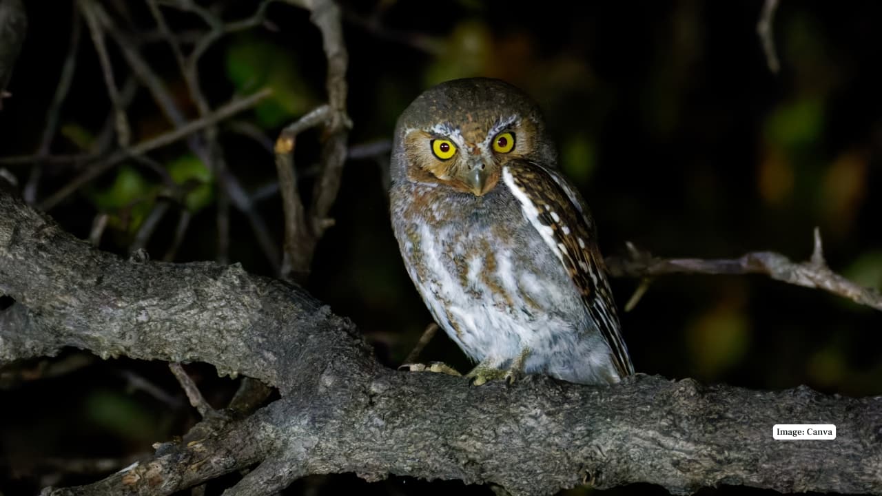 11. Elf Owl – The Desert’s Pocket-Sized Predator The world’s smallest owl weighs less than a golf ball, yet it’s a fierce hunter. Found in cactus forests of the American Southwest and Mexico, the elf owl’s high-pitched call and tiny frame make it a delightful desert dweller.