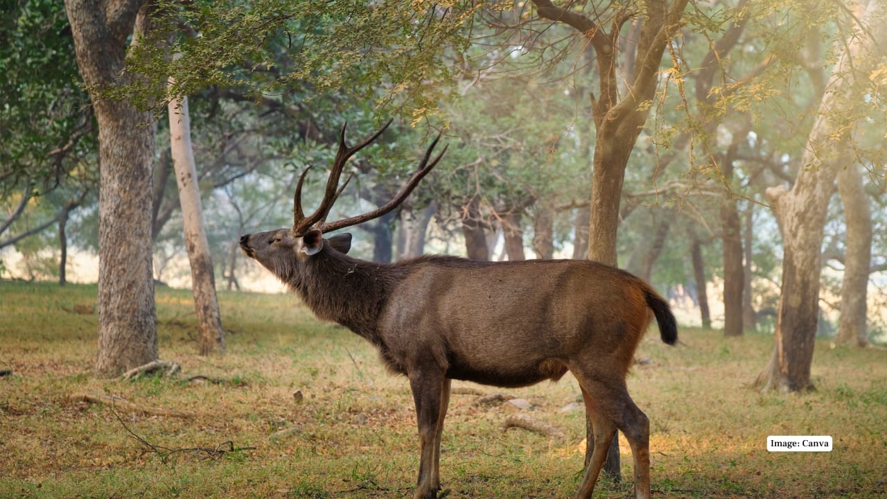 10 most remote wildlife destinations in India