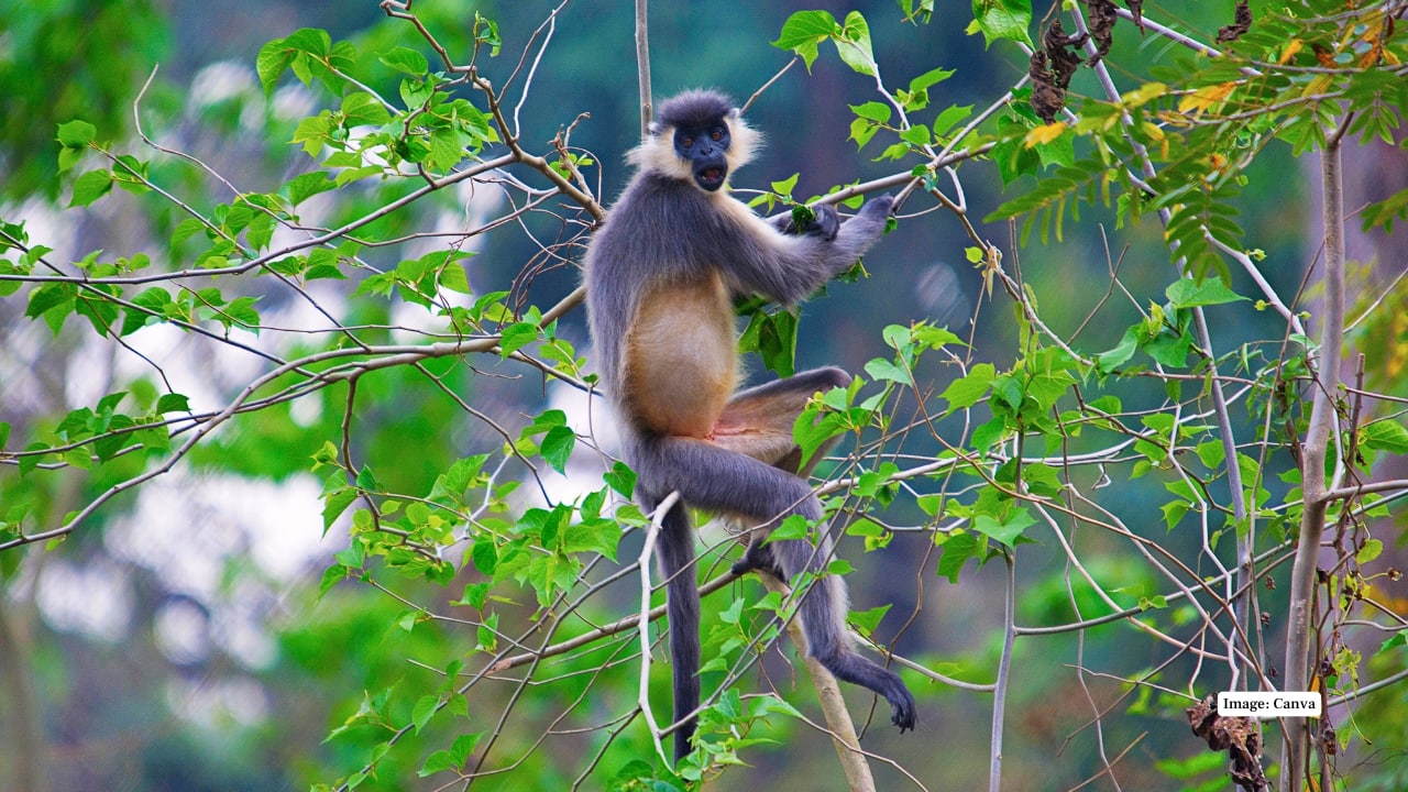 10. Nameri National Park, Assam Bordering Arunachal Pradesh, Nameri is a lesser-known sanctuary rich in wildlife including tigers and elephants. Its relative inaccessibility and thick forests offer a genuine wilderness experience for those willing to venture beyond the beaten path. (Image: Canva) 10. Nameri National Park, Assam Bordering Arunachal Pradesh, Nameri is a lesser-known sanctuary rich in wildlife including tigers and elephants. Its relative inaccessibility and thick forests offer a genuine wilderness experience for those willing to venture beyond the beaten path. (Image: Canva)