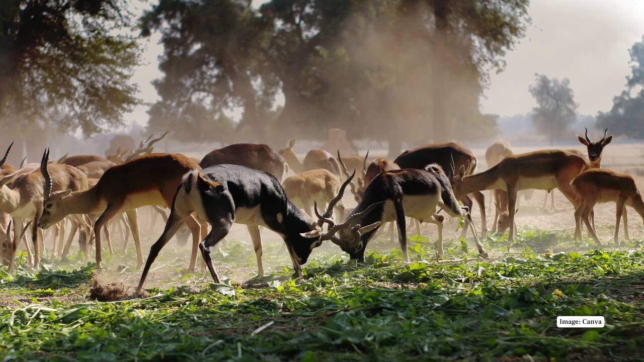 These remote wildlife destinations challenge even seasoned travellers with their difficult terrain and limited access, yet they reward visitors with unforgettable glimpses of India’s wild heart. For those seeking nature unspoiled by crowds, these sanctuaries and parks present unparalleled encounters with the subcontinent’s most secretive species and habitats. (Representative image: Canva) These remote wildlife destinations challenge even seasoned travellers with their difficult terrain and limited access, yet they reward visitors with unforgettable glimpses of India’s wild heart. For those seeking nature unspoiled by crowds, these sanctuaries and parks present unparalleled encounters with the subcontinent’s most secretive species and habitats. (Representative image: Canva)