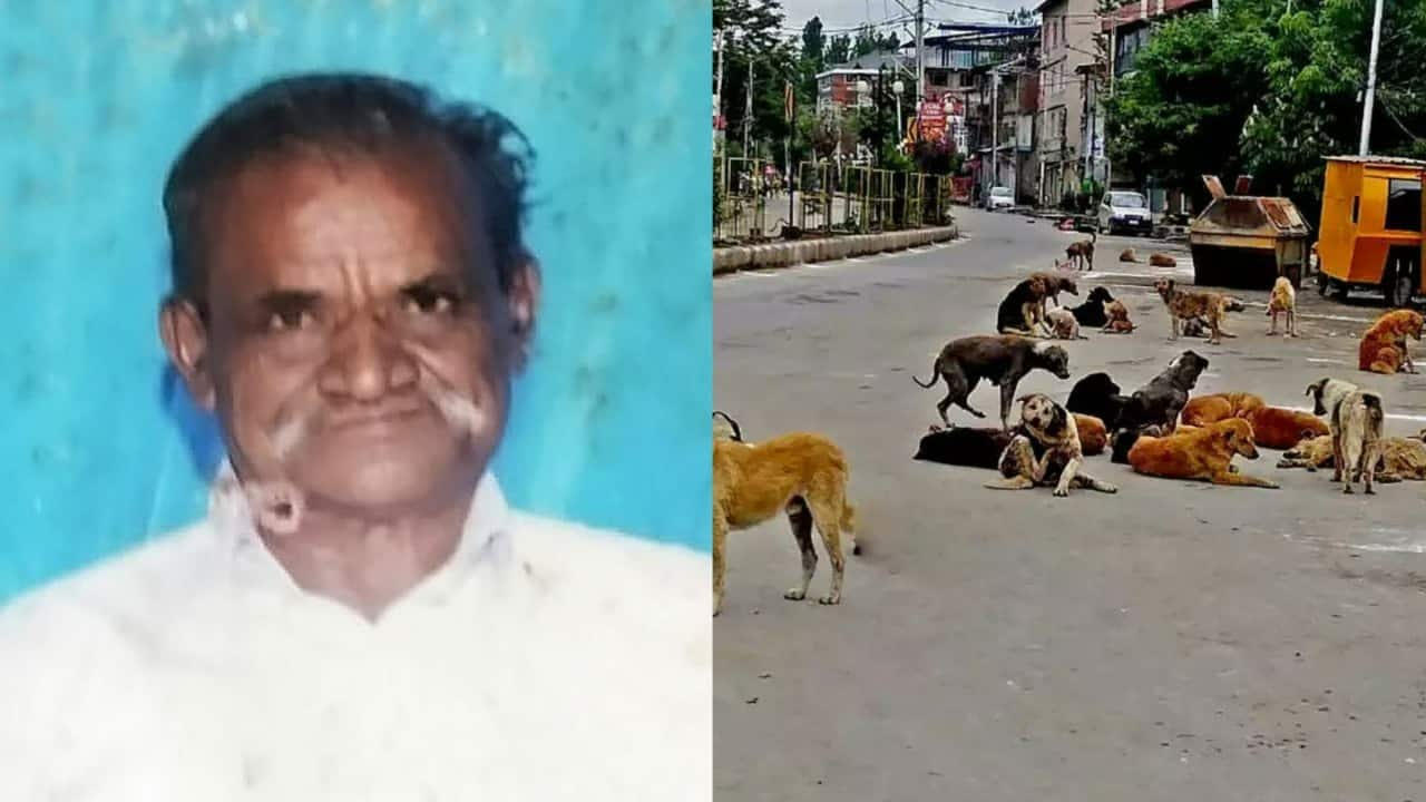 Bengaluru stray dog menace: Lokayukta orders probe after 70-year-old mauled to death