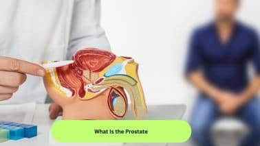 A 10 step guide in understanding the prostate gland in aging males