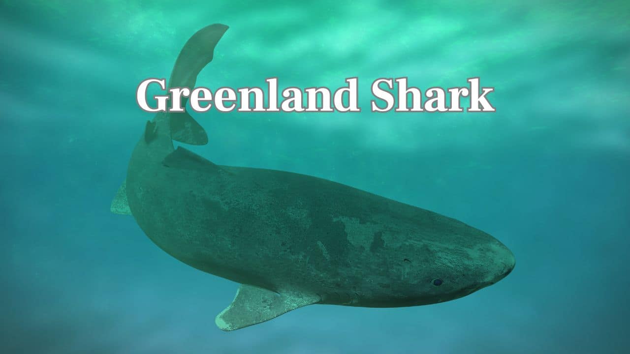 Greenland Shark (Image: Canva)