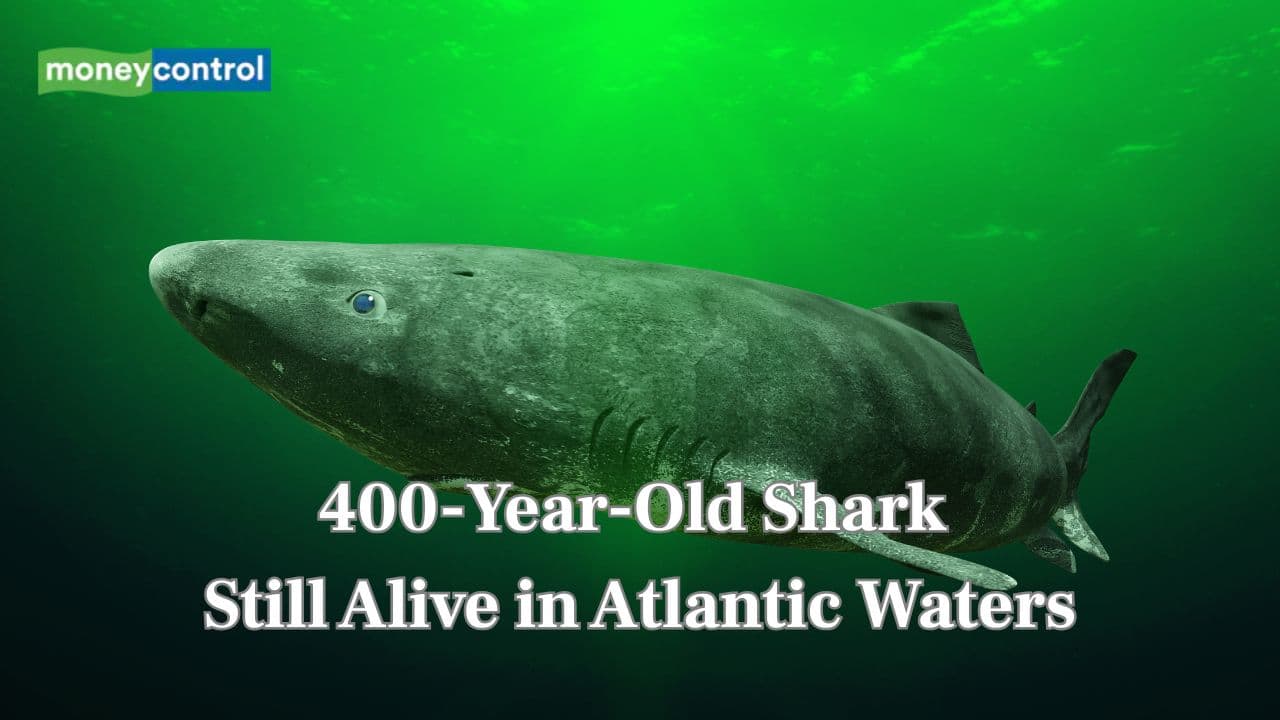 Meet the 400-year-old greenland shark: The oldest living vertebrate still alive in Atlantic waters