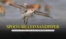 Top 9 places in India to Spot the critically endangered Spoon-billed Sandpiper
