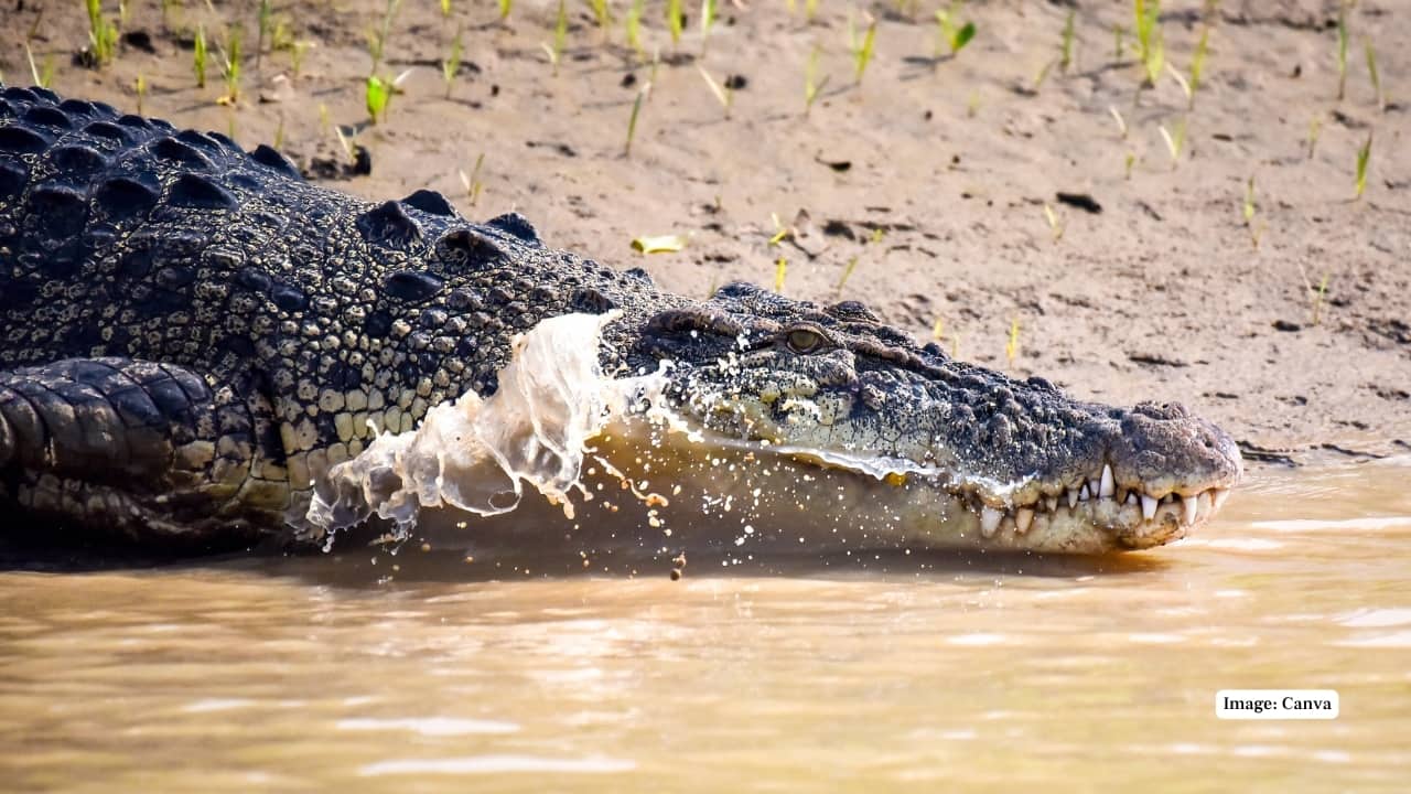 Bhitarkanika National Park reopens: 5 reasons foreign tourists love this hidden gem