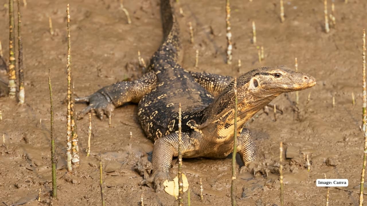 Bhitarkanika National Park, Odisha (Image: Canva)