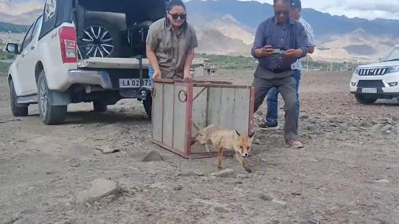 Injured red fox rescued and released after a month of treatment in Ladakh